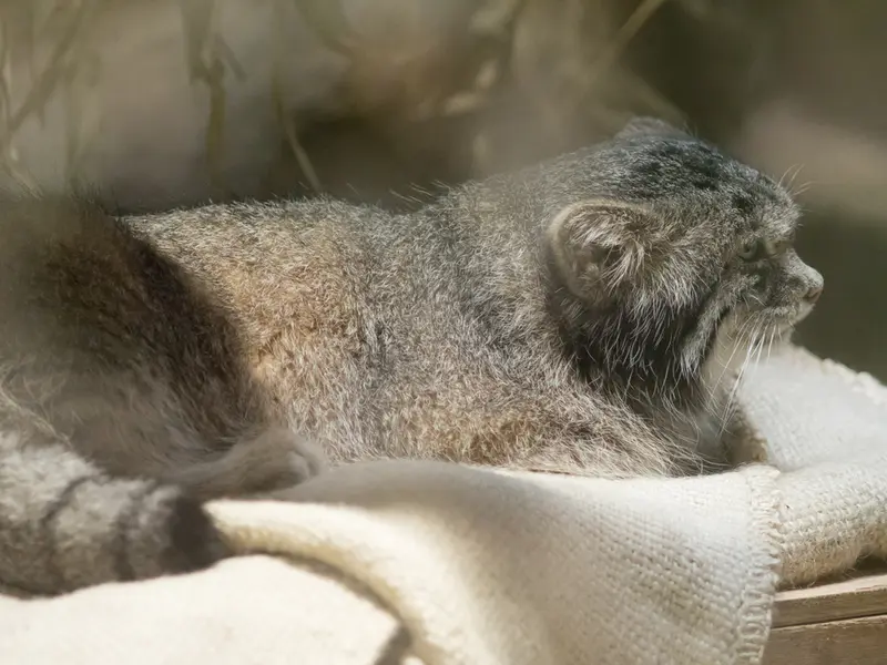 A photograph of Klyon in Ueno Zoological Gardens