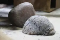 A photograph of Figa