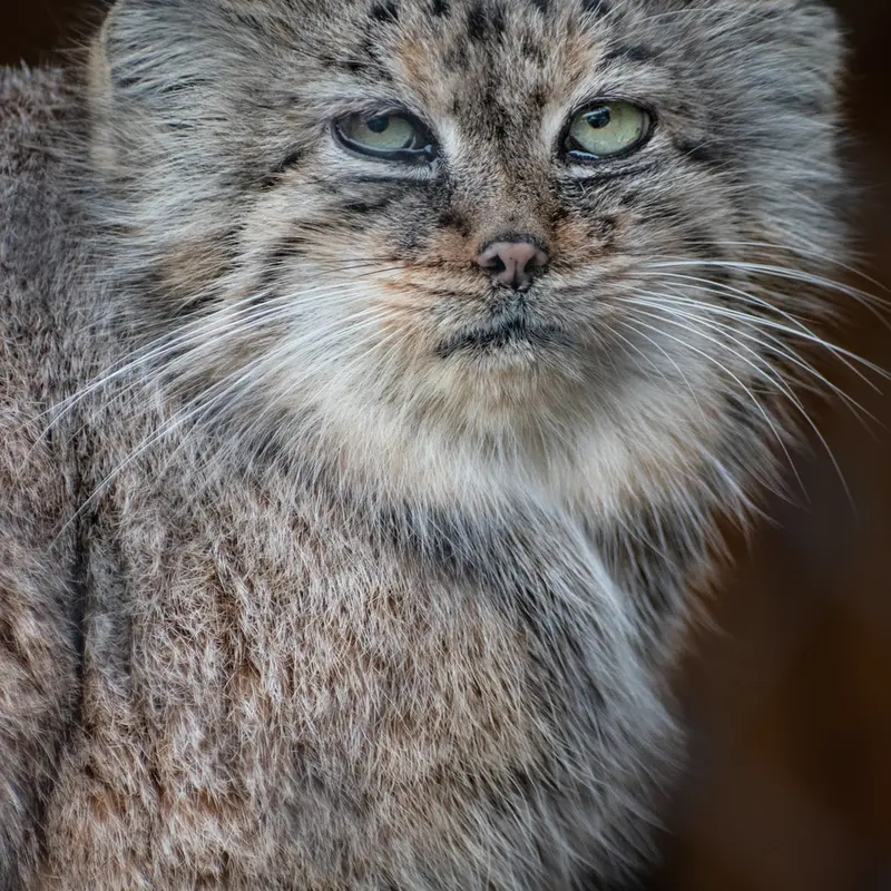 A photograph of Rgasha in Jihlava Zoo