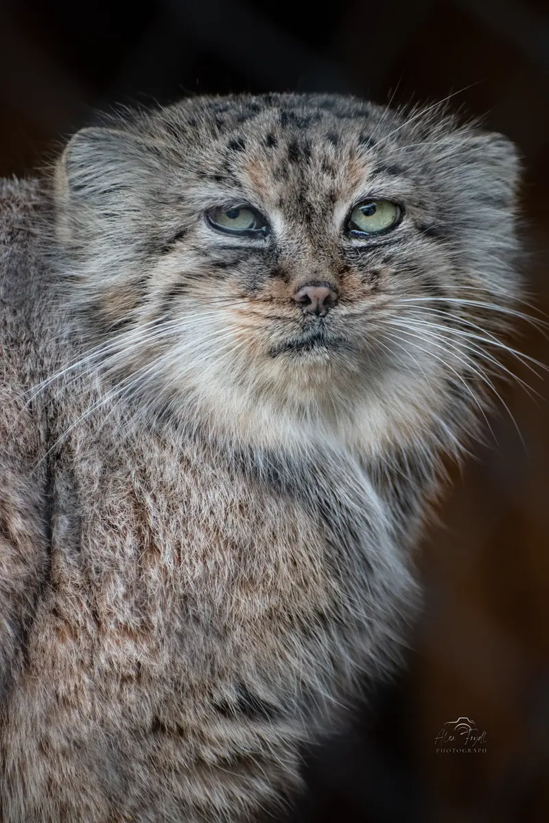 A photograph of Rgasha in Jihlava Zoo