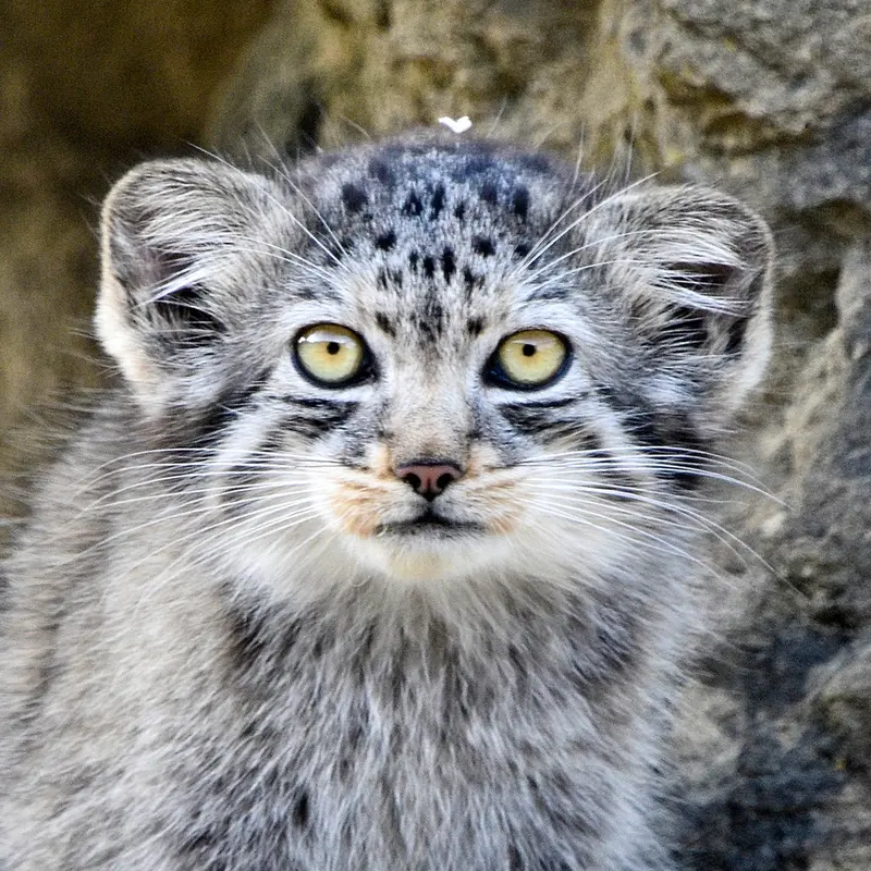 Kitten of Namuu b. 2026 Ⅰ the Pallas's cat from Port Lympne Wild Animal Park