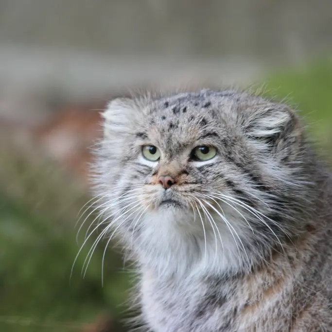 A photograph of Buck in Banham Zoo