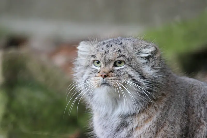 A photograph of Buck in Banham Zoo