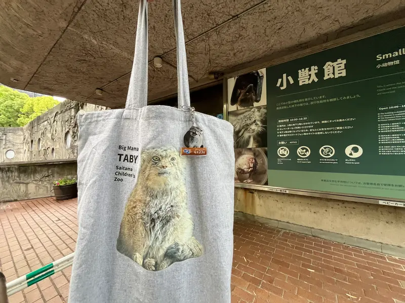 A photograph of a Pallas's cat in Ueno Zoological Gardens