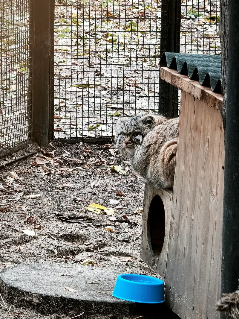 A photograph of Georgette in Novosibirsk Zoo