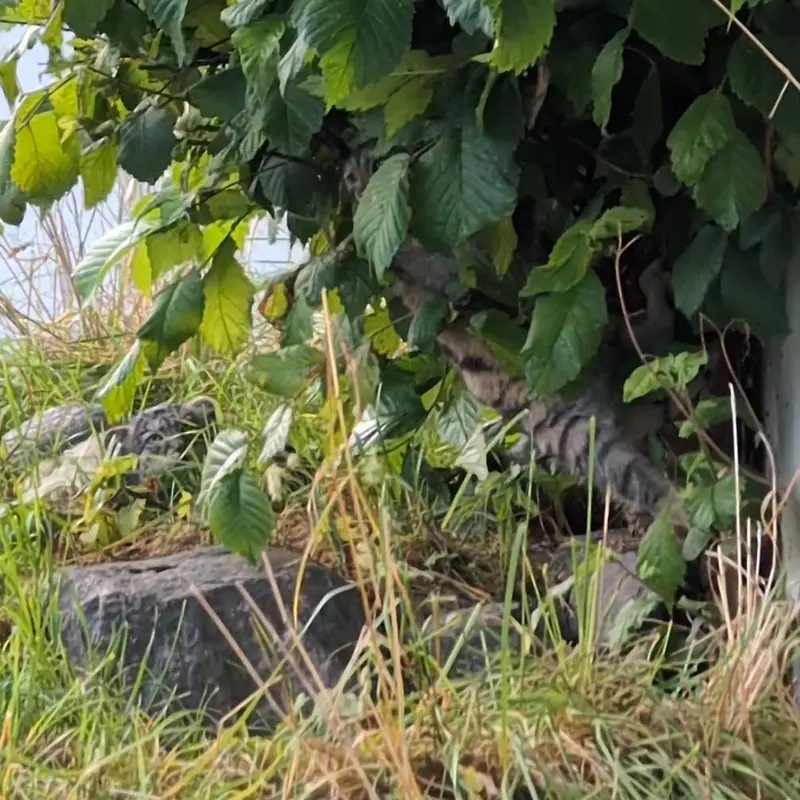 A photograph of a Pallas's cat in Korkeasaari Zoo
