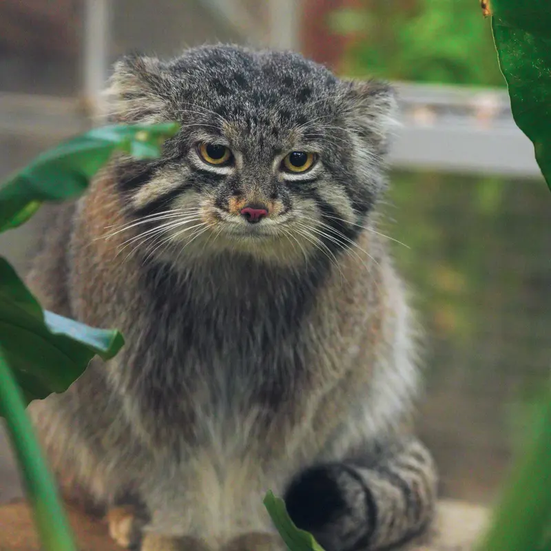 A photograph of Nar in Kobe Animal Kingdom
