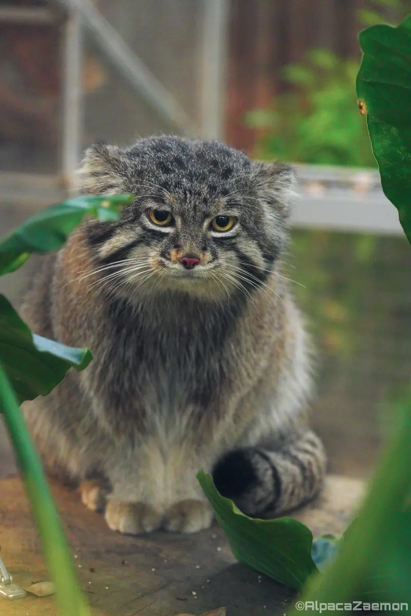 A photograph of Nar in Kobe Animal Kingdom