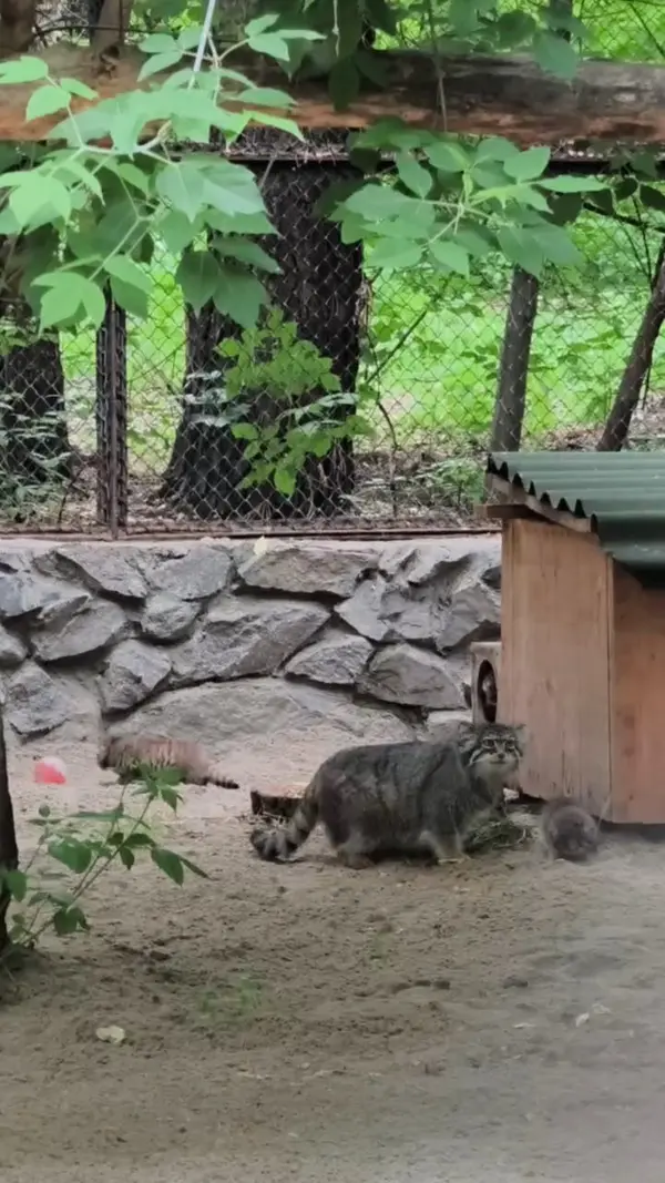 The fourth mamanul at the Novosibirsk Zoo!