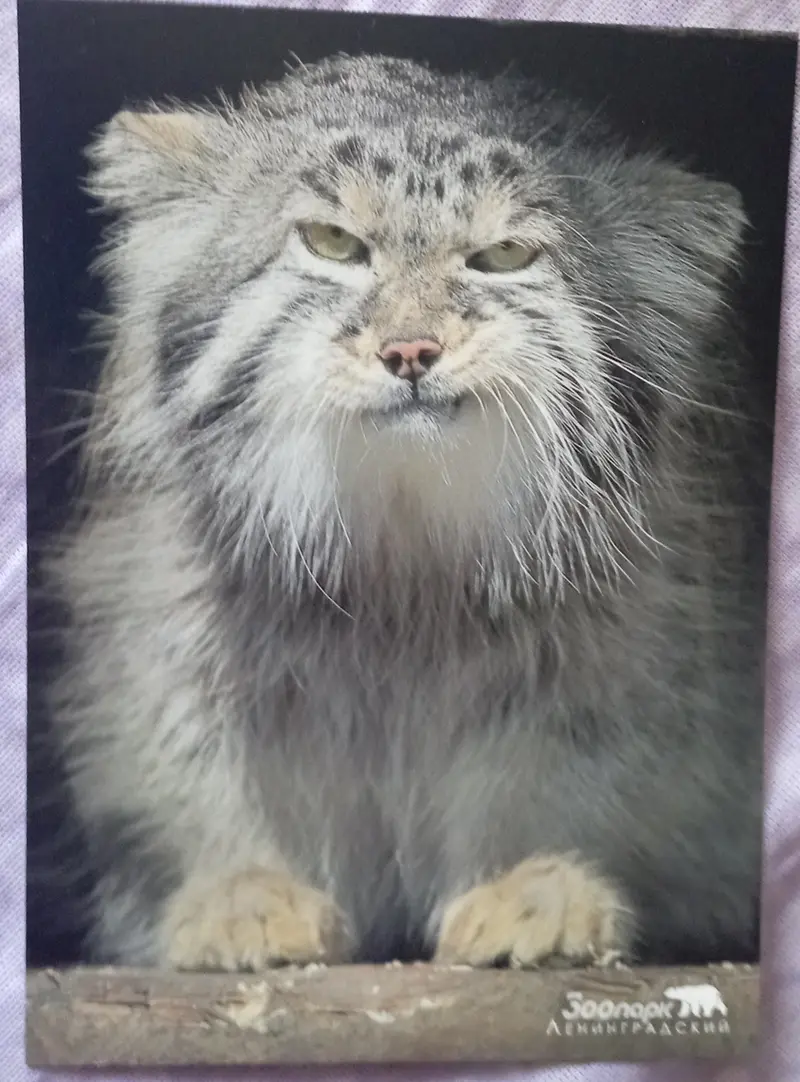 What is this manul’s name?