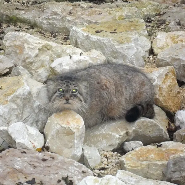 A photograph of Bree in Le Domaine des Fauves