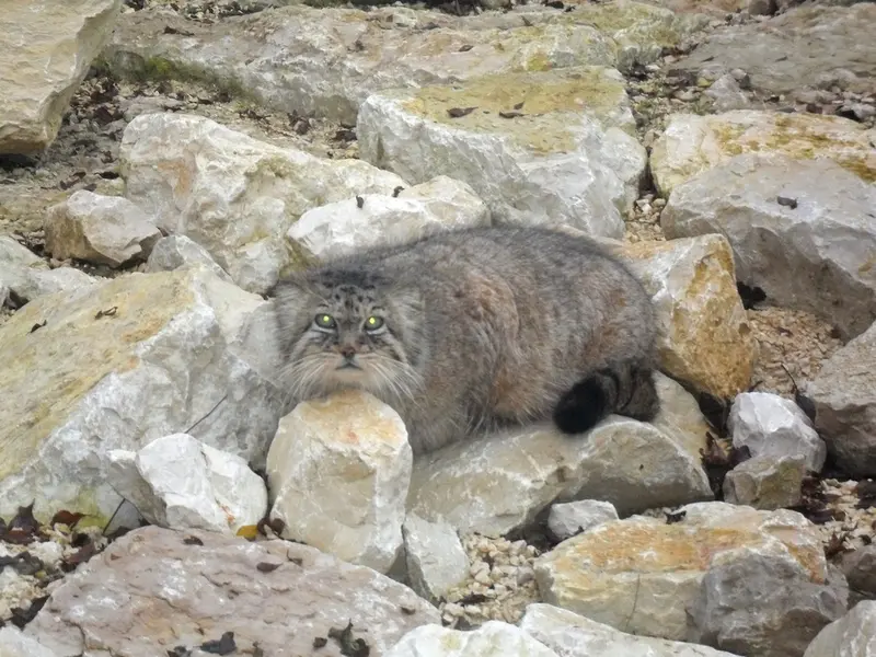 A photograph of Bree in Le Domaine des Fauves