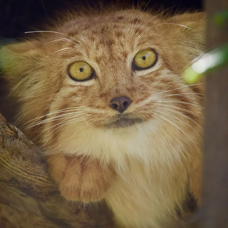 A photograph of Nanó in Yerevan Zoo