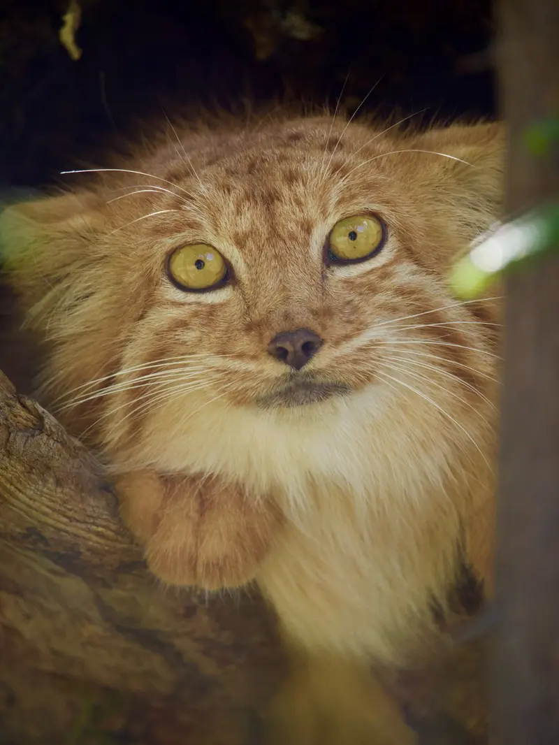 A photograph of Nanó in Yerevan Zoo
