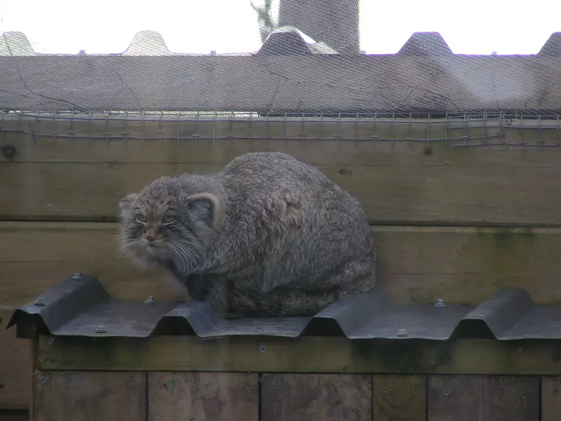 A photograph of Altai in The Lakeland Wildlife Oasis