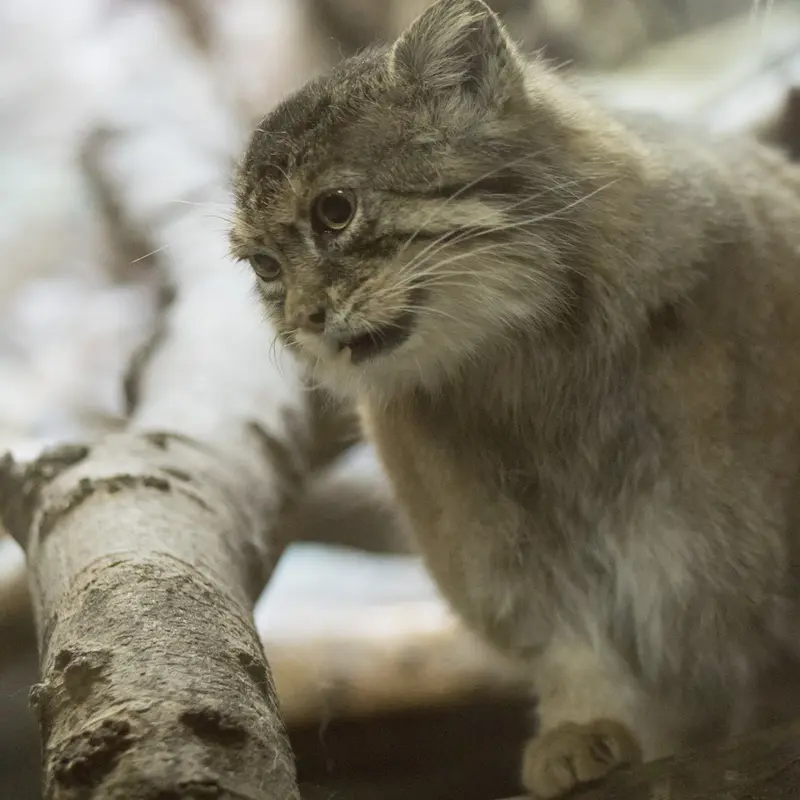 A photograph of Primula in Ueno Zoological Gardens