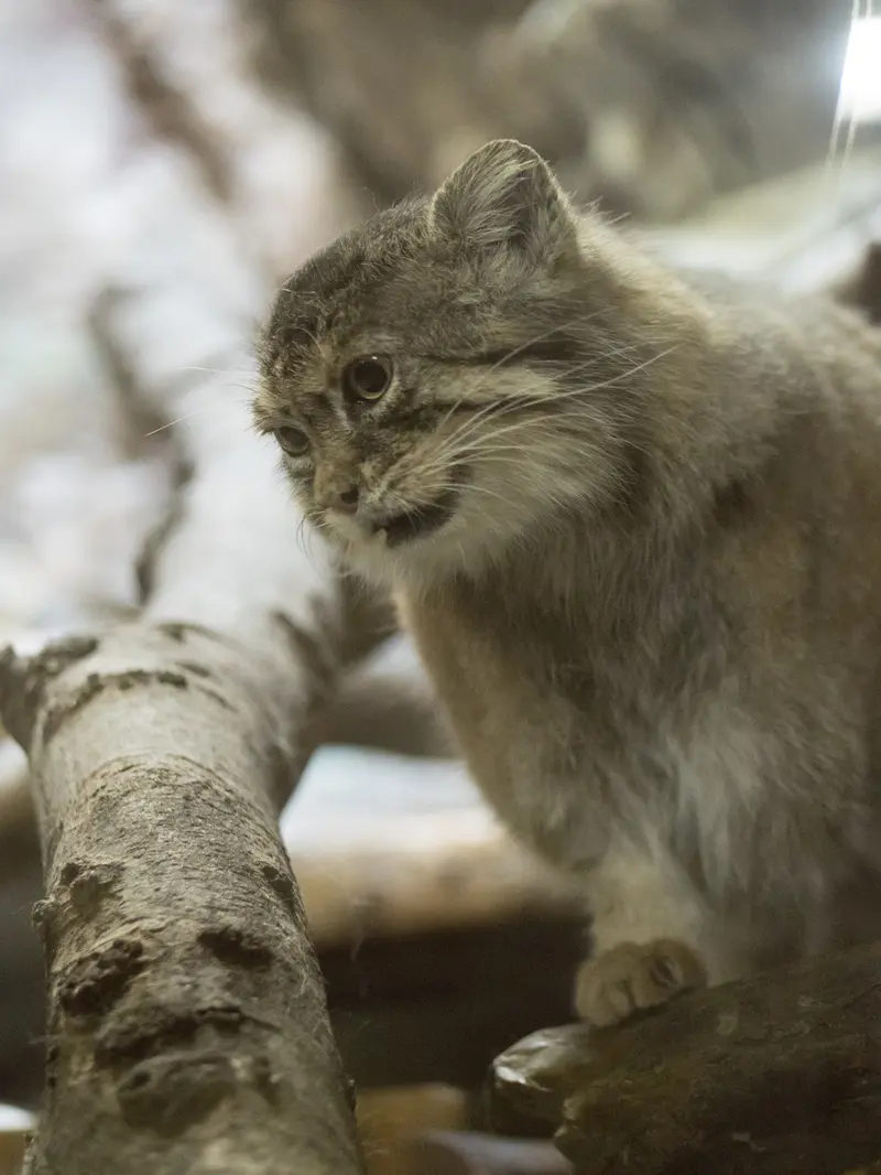 A photograph of Primula in Ueno Zoological Gardens