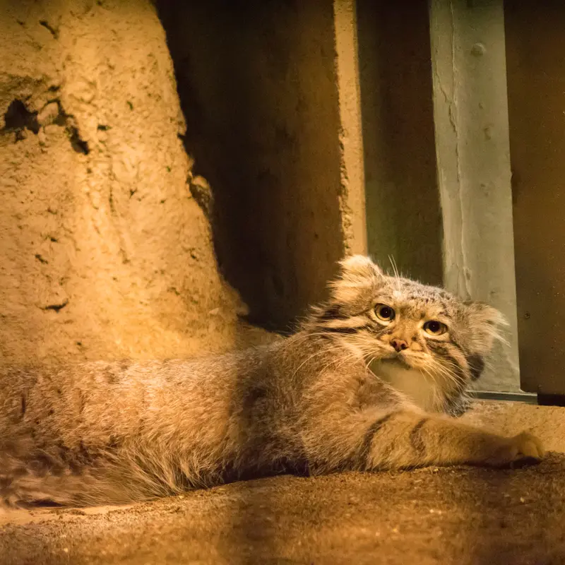 A photograph of Figa in Nogeyama Zoo