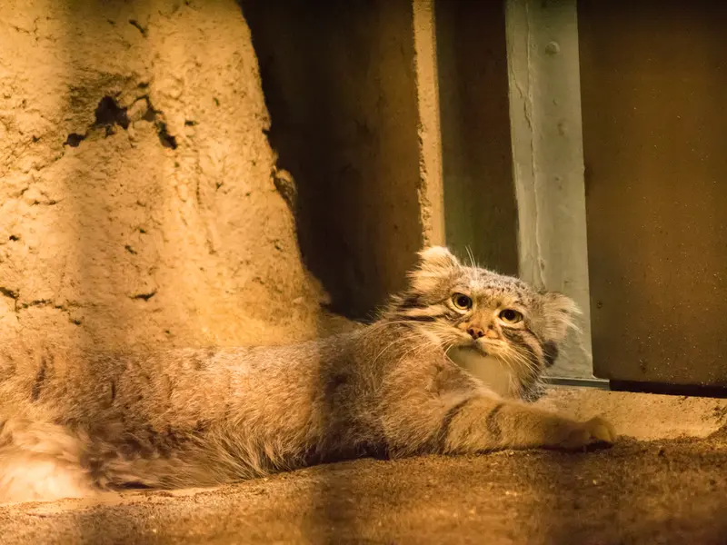 A photograph of Figa in Nogeyama Zoo
