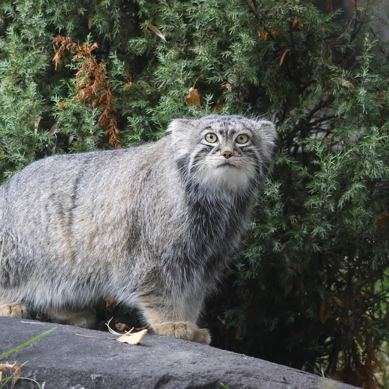 A photograph of Timofey in Moscow zoo