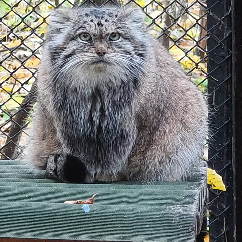 A photograph of Lastochka in Novosibirsk Zoo