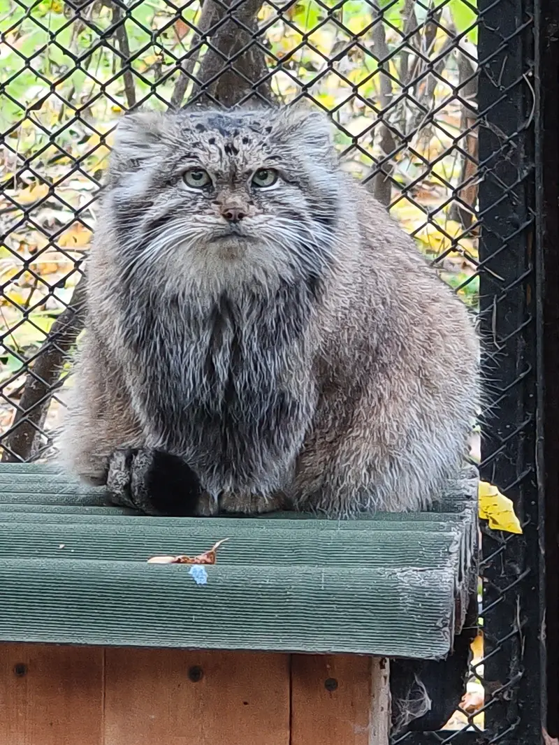 A photograph of Lastochka in Novosibirsk Zoo