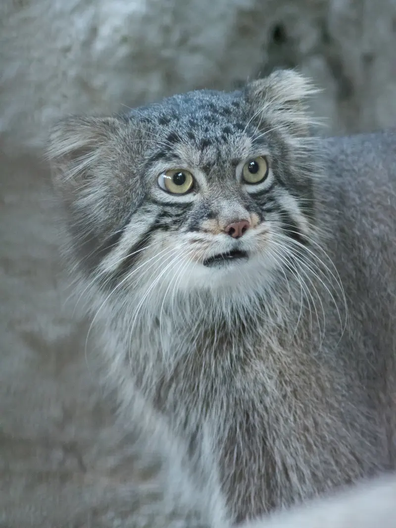 A photograph of Figa in Nogeyama Zoo