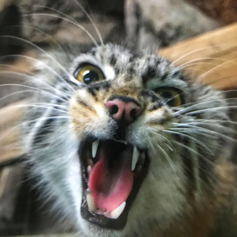 A photograph of Phyllaris in Birmingham Zoo