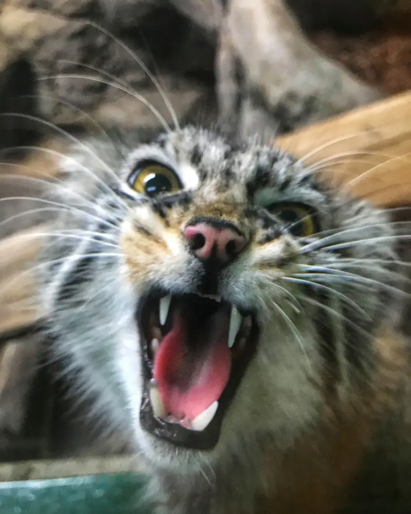 A photograph of Phyllaris in Birmingham Zoo