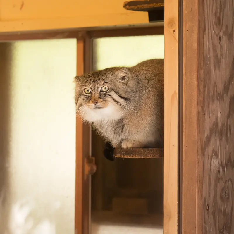 A photograph of Lotos in Saitama Children's Zoo