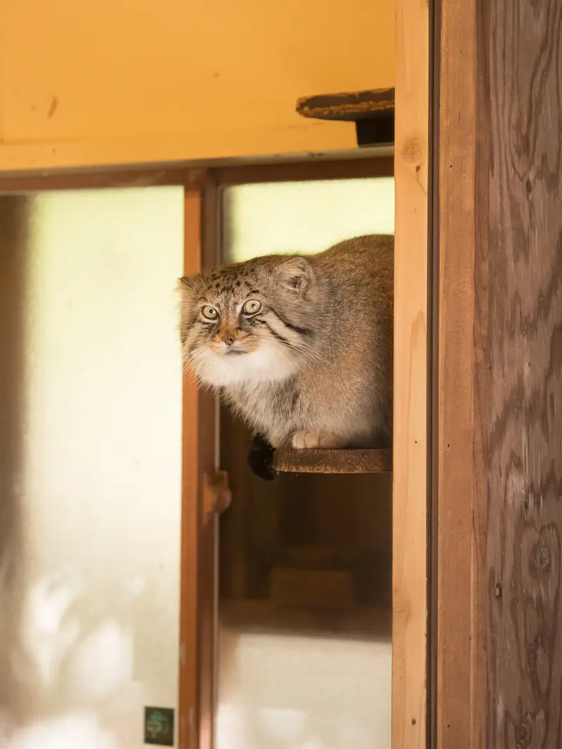 A photograph of Lotos in Saitama Children's Zoo