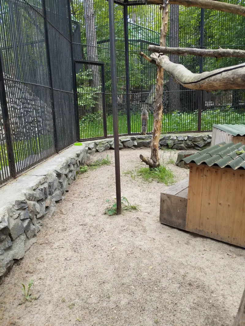 A photograph of a Pallas's cat in Novosibirsk Zoo