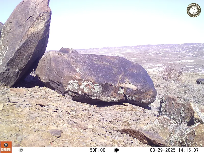 A photograph of Flat-headed vole from Koshkar camera trap