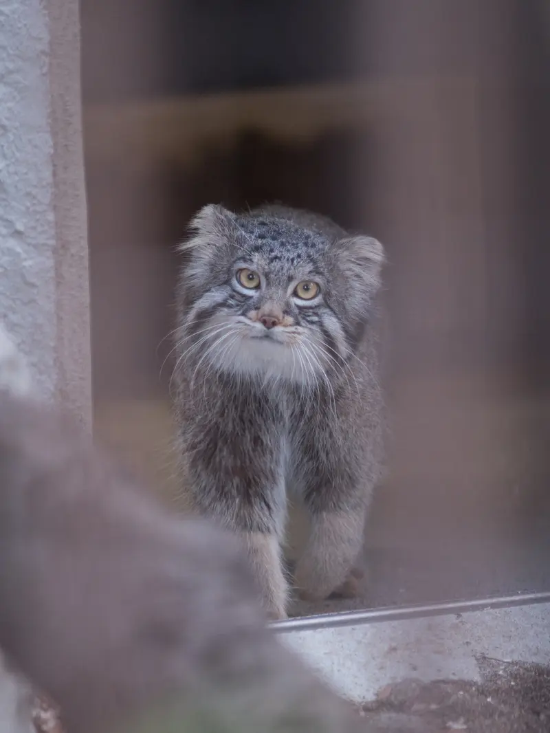 A photograph of Figa in Nogeyama Zoo