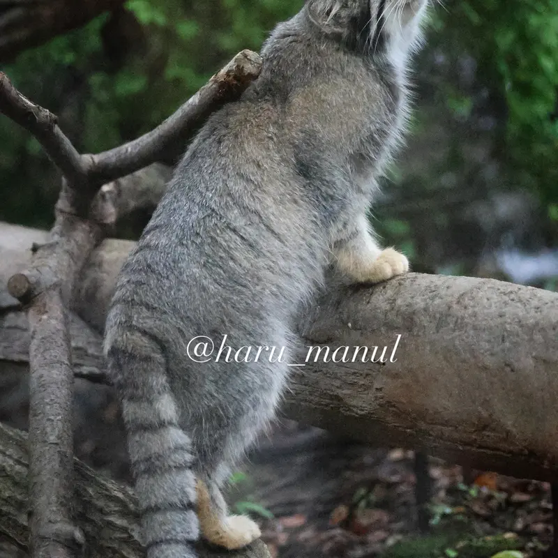 A photograph of Nagomu in Nasu Animal Kingdom