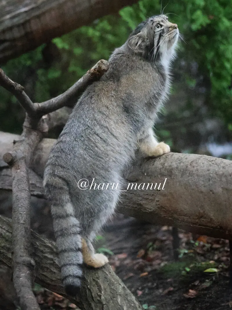 A photograph of Nagomu in Nasu Animal Kingdom