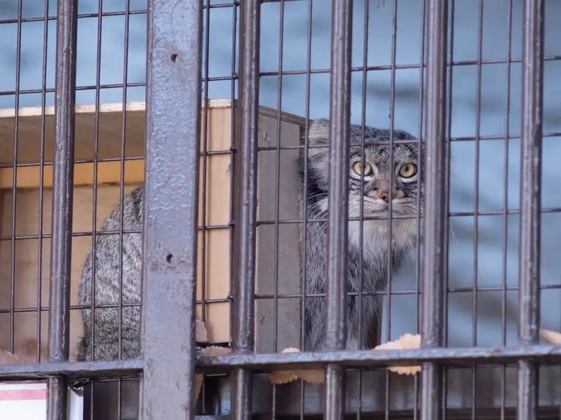 A photograph of Figa in Nogeyama Zoo
