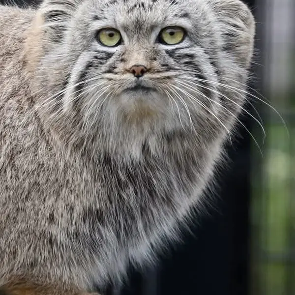 A photograph of a Pallas's cat in Bio-Topia Dunkerque