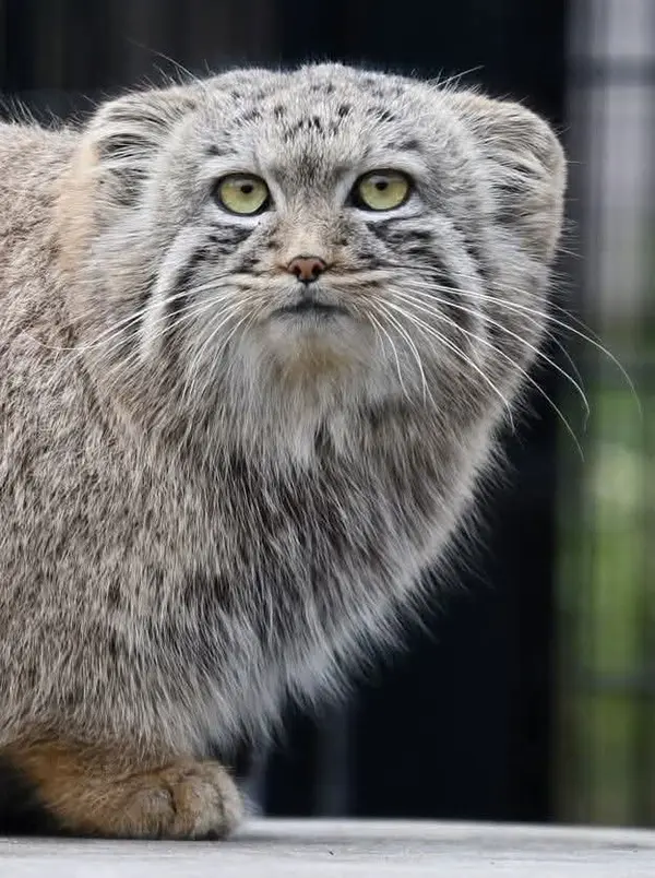 A photograph of a Pallas's cat in Bio-Topia Dunkerque