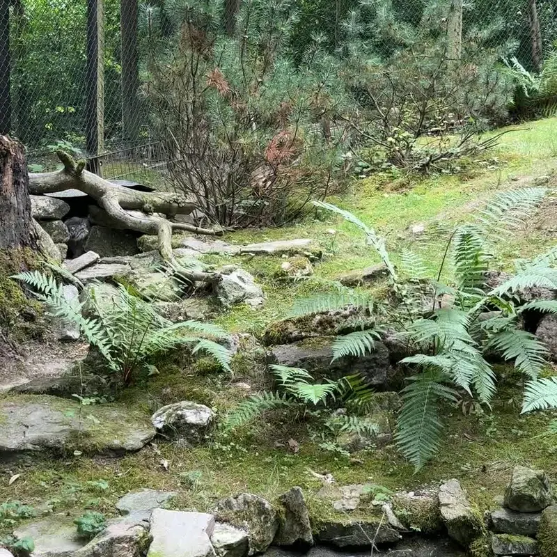 A photograph of a Pallas's cat in Opel Zoo