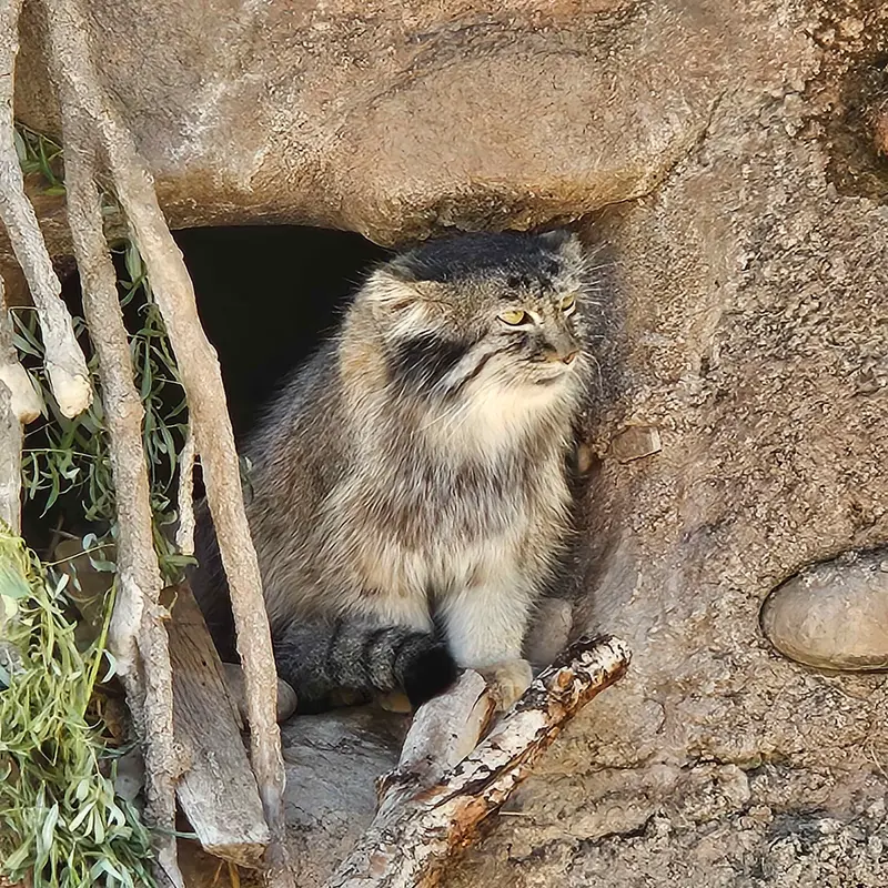 A photograph of Odlha in Utah's Hogle Zoo