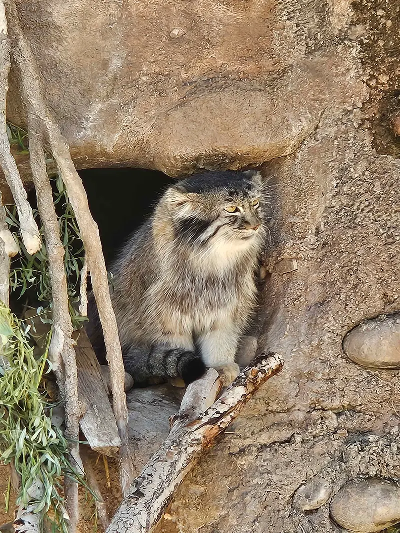A photograph of Odlha in Utah's Hogle Zoo