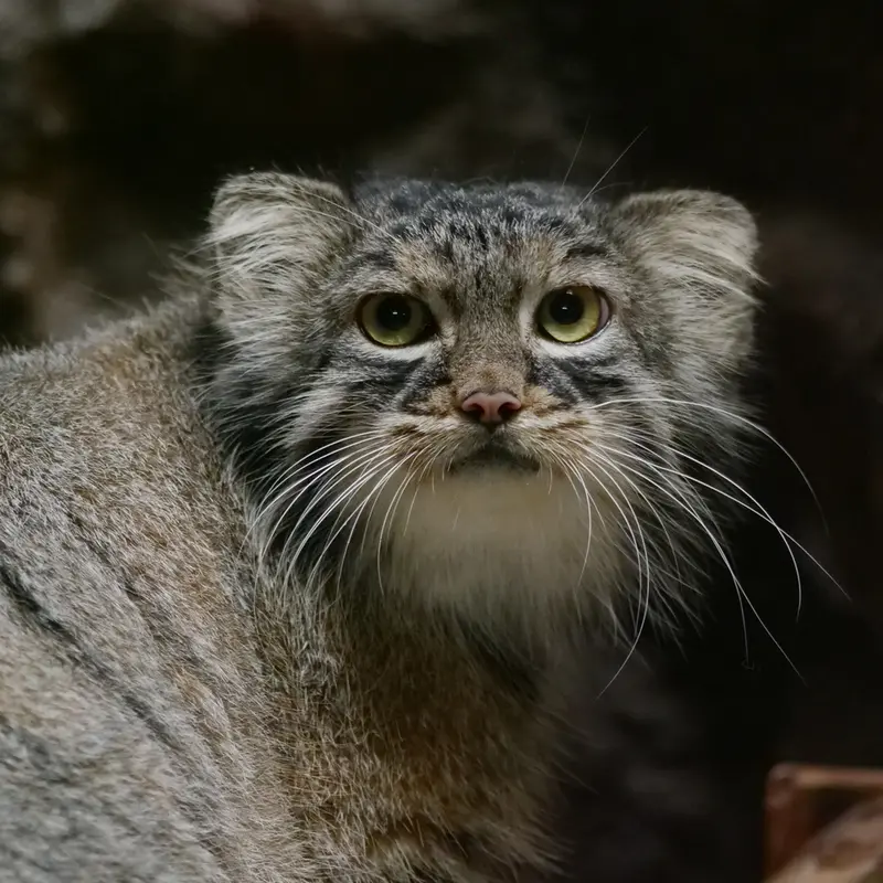 A photograph of Shafran in Ueno Zoological Gardens