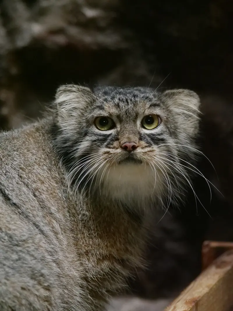 A photograph of Shafran in Ueno Zoological Gardens