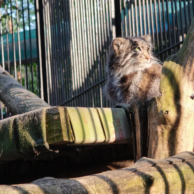 A photograph of Grey in Novosibirsk Zoo