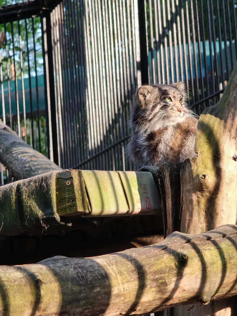 A photograph of Grey in Novosibirsk Zoo