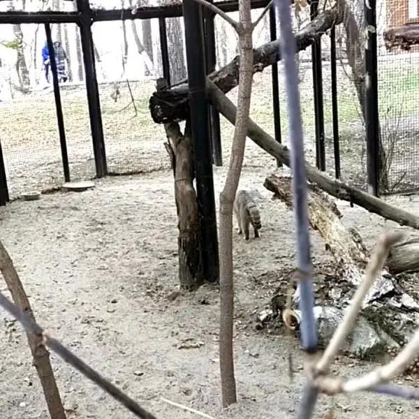 A photograph of a Pallas's cat in Novosibirsk Zoo