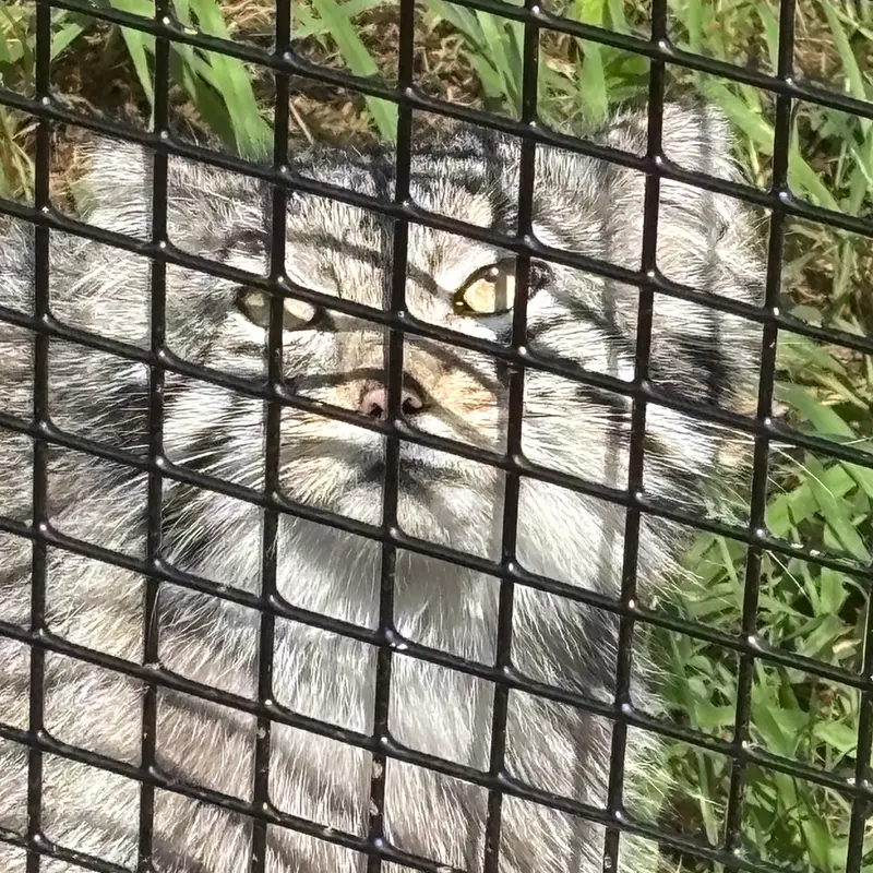 A photograph of Reza in Elmwood Park Zoo