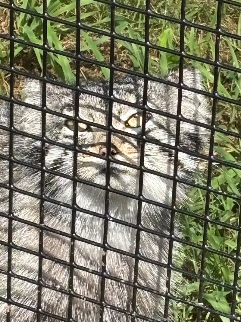 A photograph of Reza in Elmwood Park Zoo