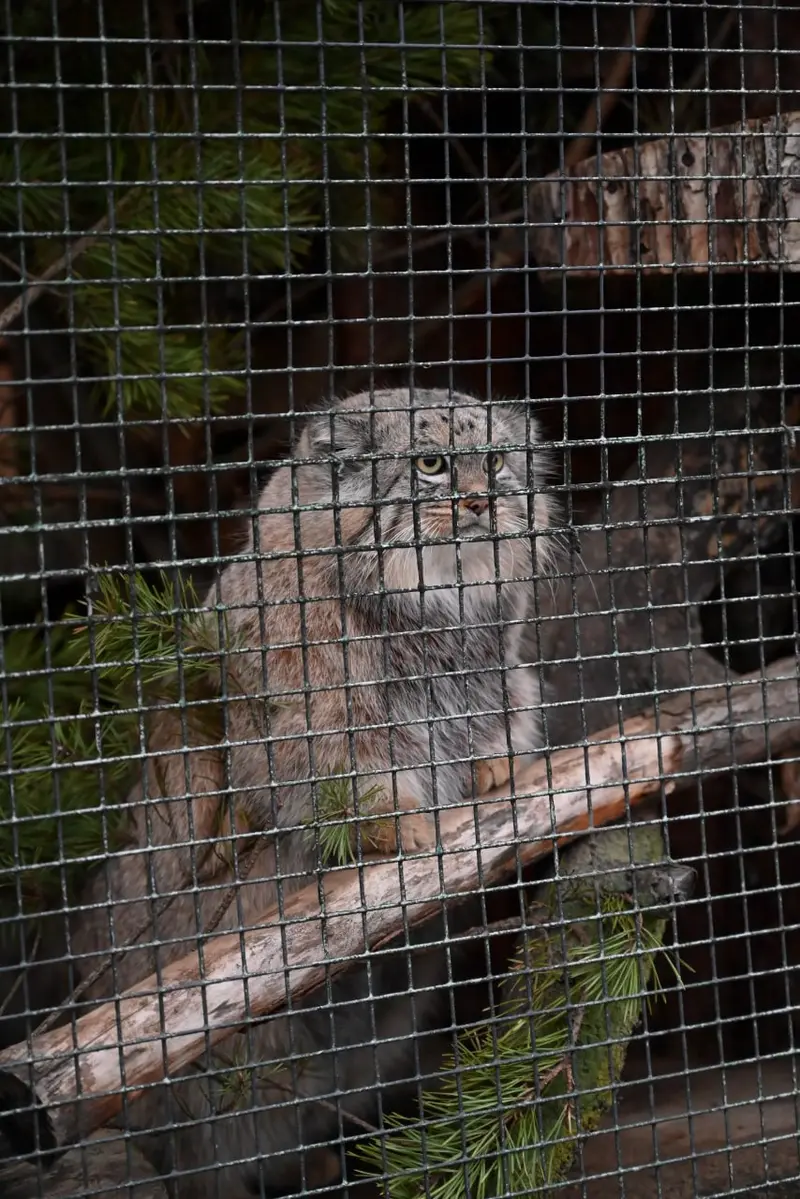 A photograph of Shu in Leningrad zoo